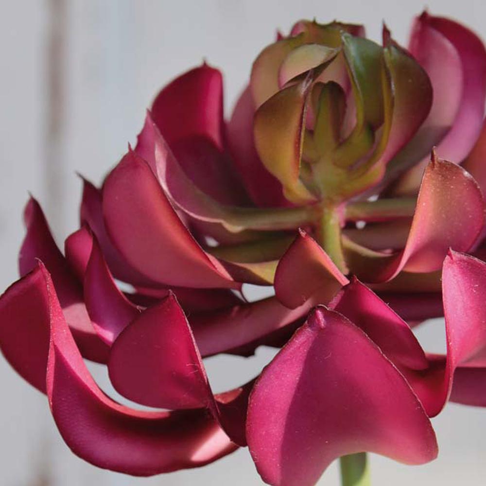 Aeonium Burgandy Succulent, €4.95