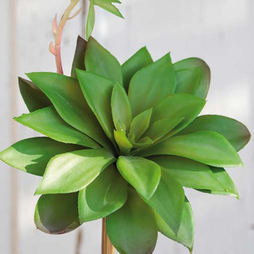 Agave Pick, €5.95