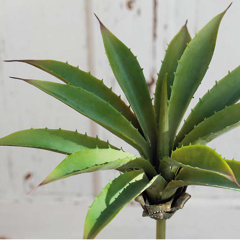 Agave Filifera Pick, €7.95