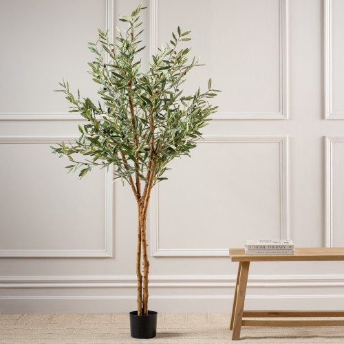 Olive Tree
