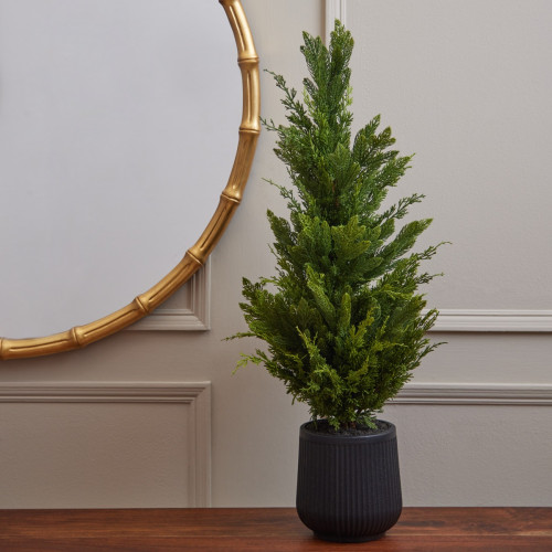 Potted Pine